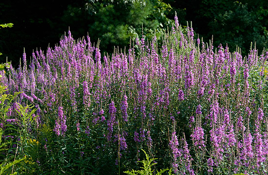 Modern kertek népszerű növénye a füzény is
