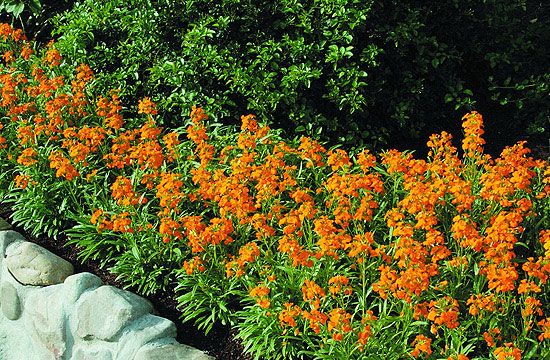 A sárgaviola felélénkíti a sok fehéz virágot