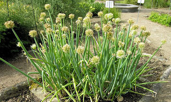 A sajradékhagyma is sok, falusi kertben felfedezhető.