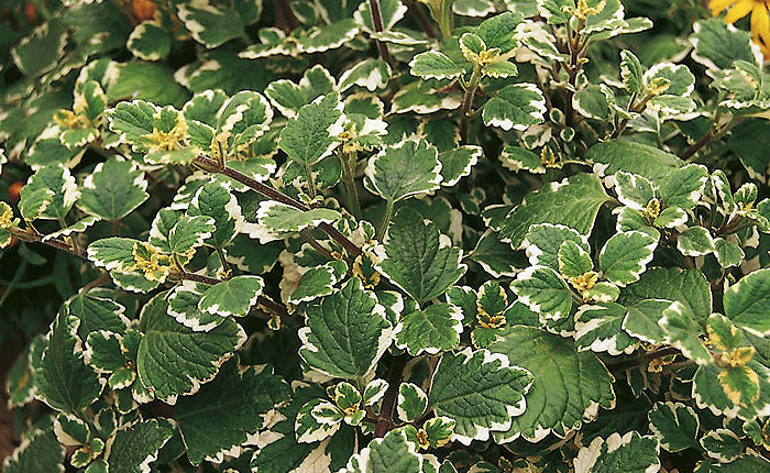 Zöld és elzavarja a szúnyogokat