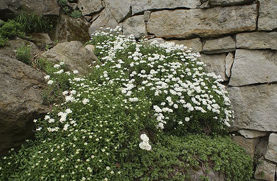 A tatárvirág is kifejezetten sziklakerti növény