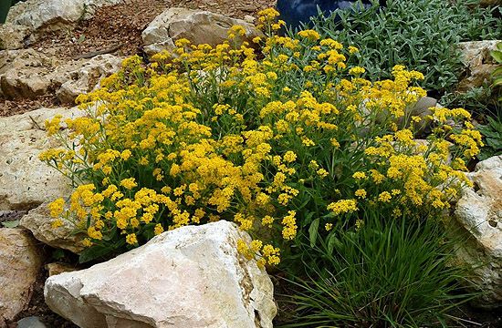 Egy másik sárga folt: a ternye