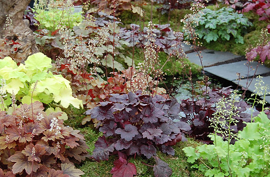 Tűzgyöngyvirág is bekerülhet a modern kertekbe
