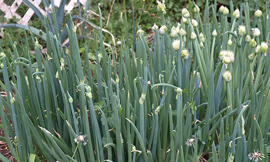 A magyaros ételek alapeleme a vöröshagyma
