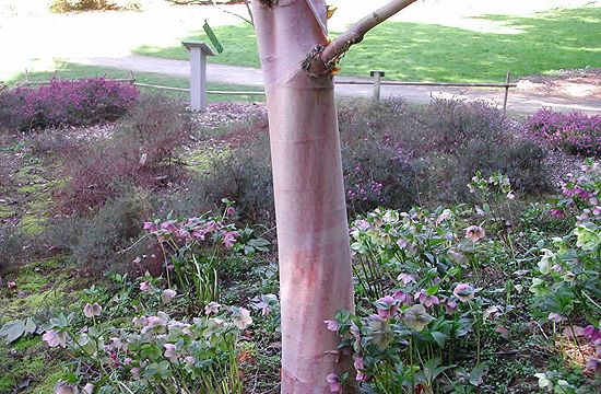 Különlegesség a vöröskérgű nyír is