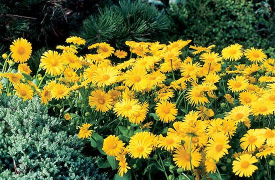 A zergevirág is sárgás színben pompázik. Ez lehet a sziklakert egyik éke.